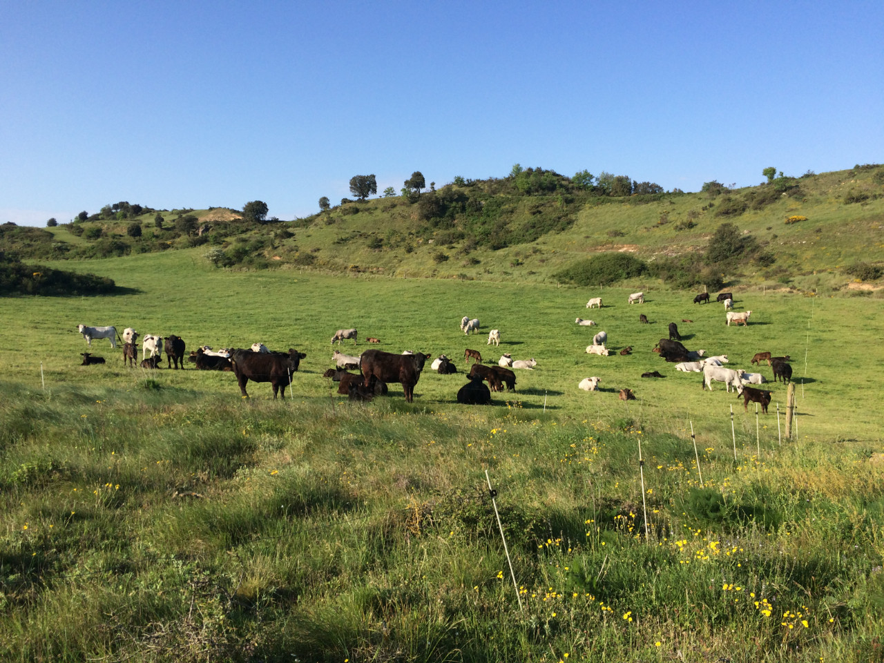 GreenGo Les Ecologis