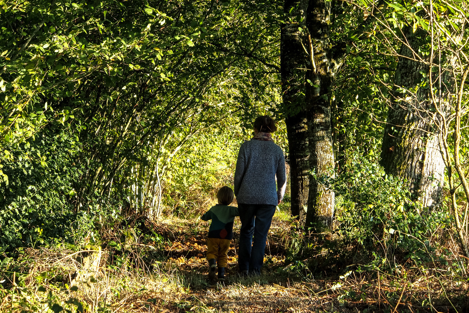 La Ferme des Simples - plantes aromatiques et médicinales
