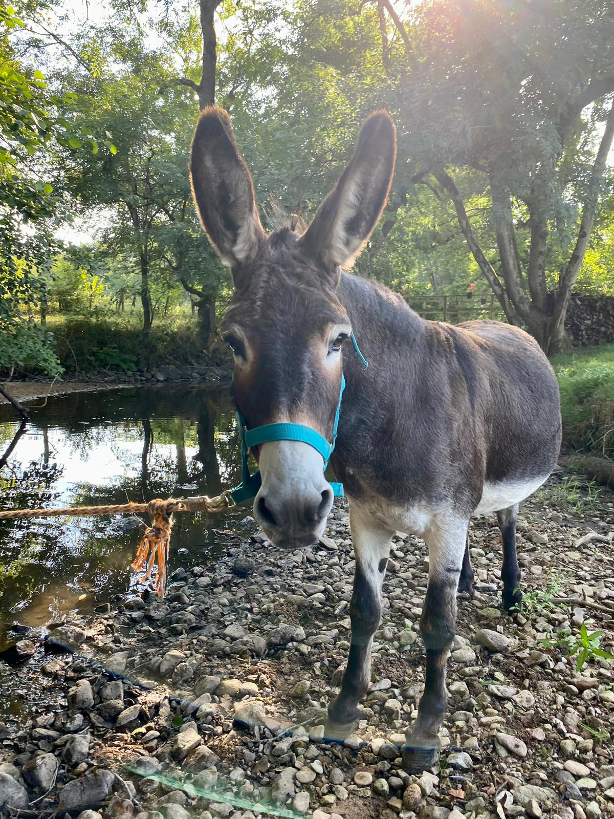 Camping Allier À la campagne