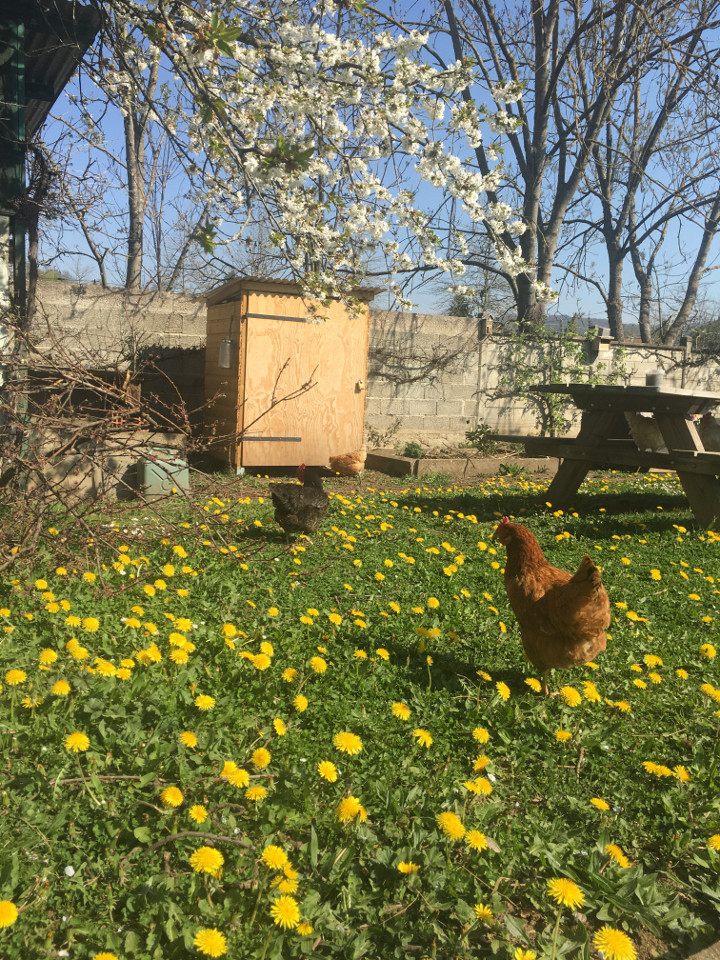 GreenGo Les poules heureuses