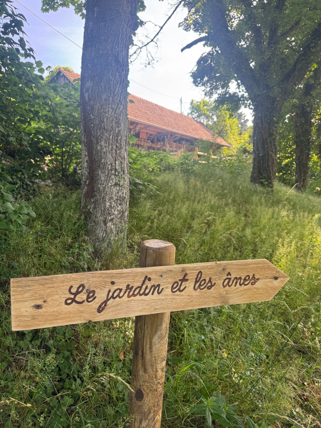 Haut-Rhin En forêt