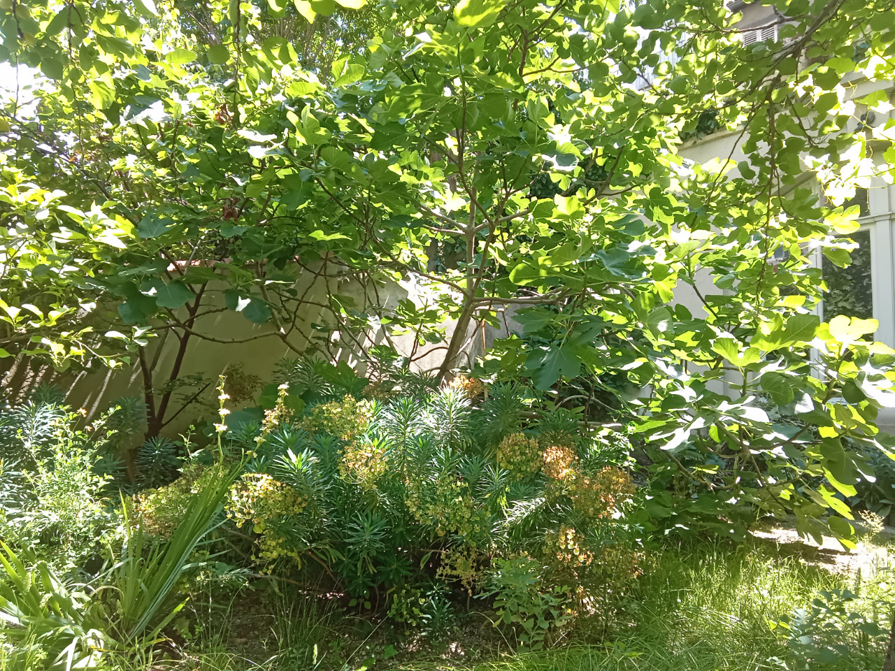 Un jardin à Marseille