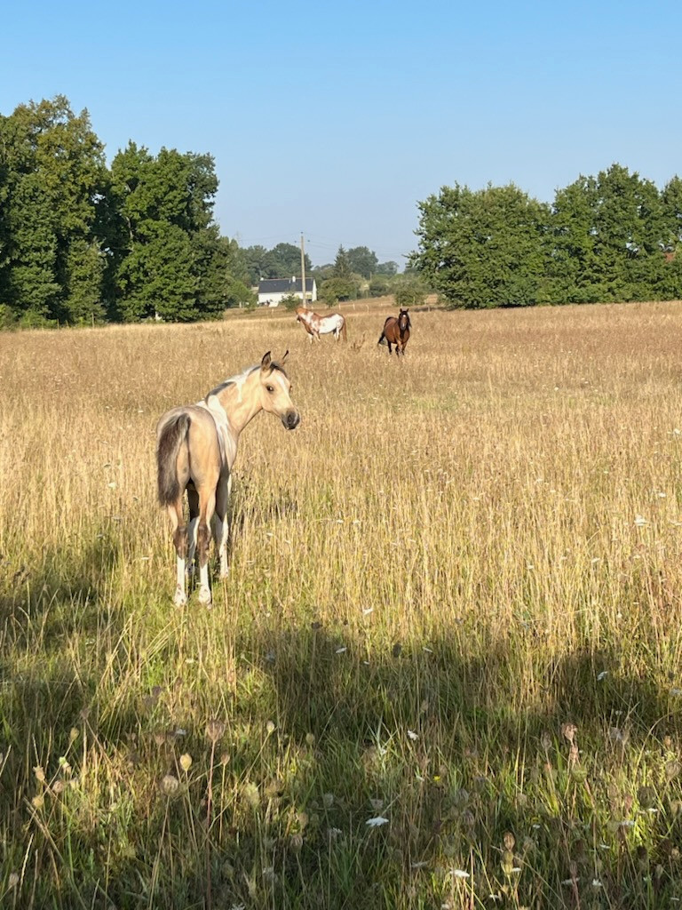 GreenGo Gîte Pays de la Loire À la campagne