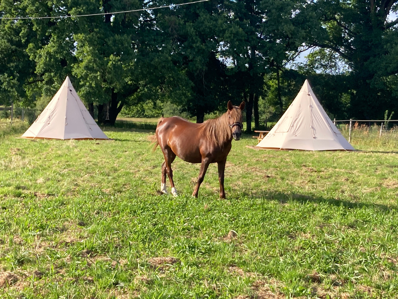 GreenGo Au paddock de Pearl