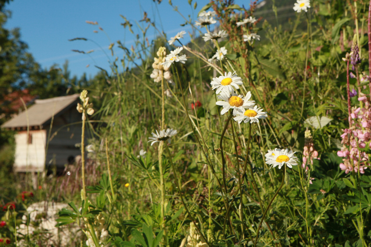 Savoie À la montagne