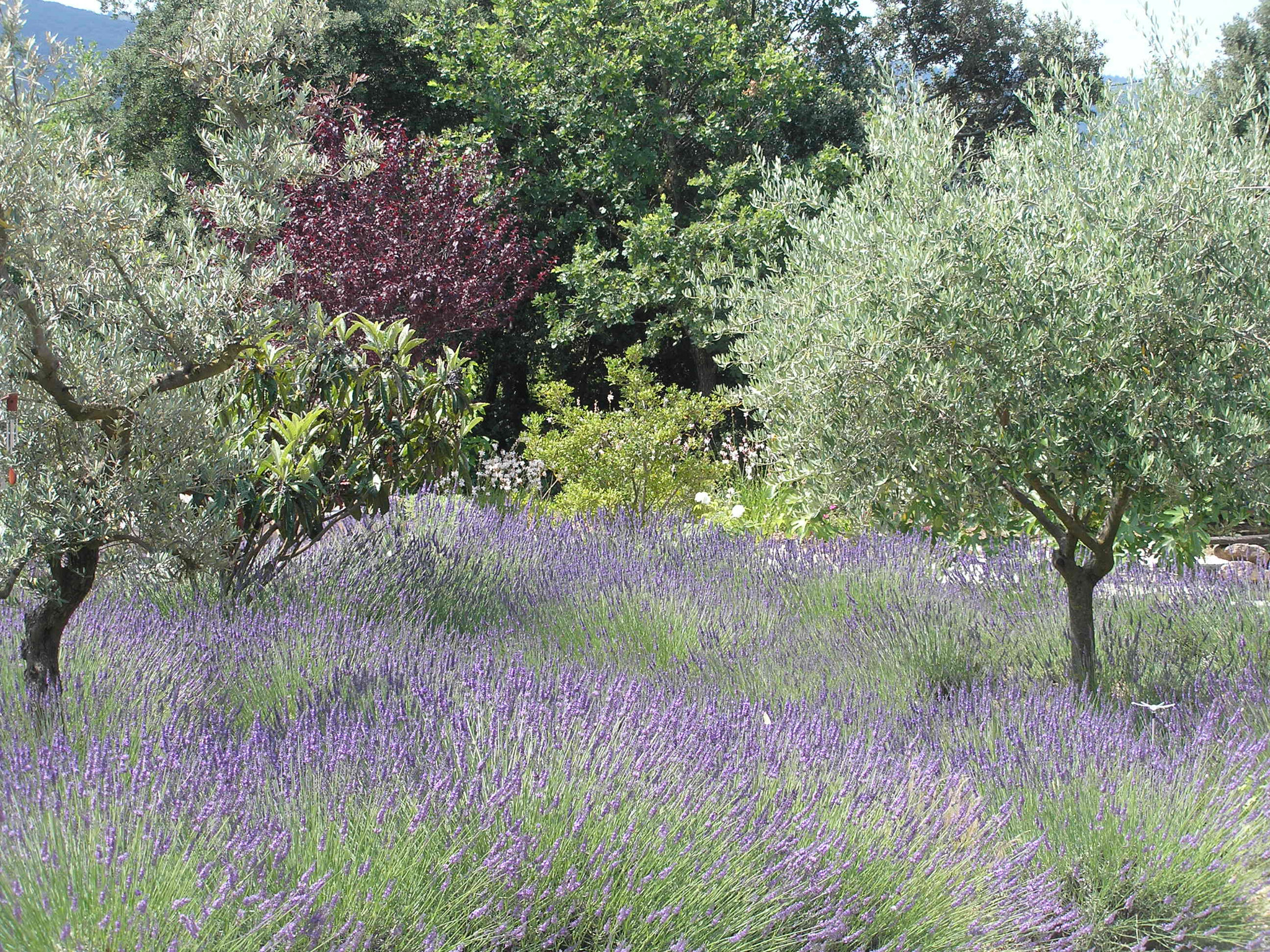 Chambre d’hôtes Vaucluse Haut-de-gamme