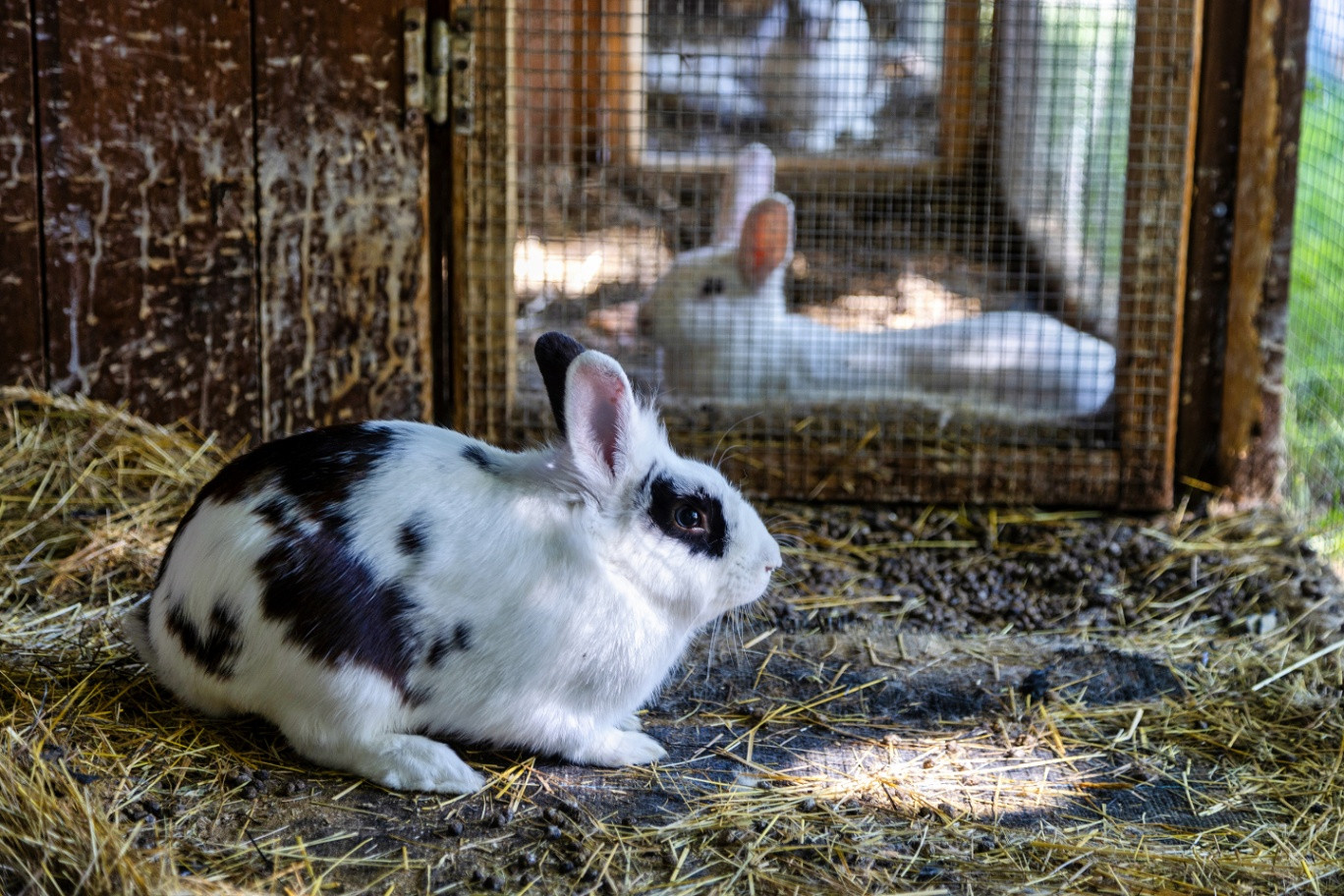 GreenGo Camping à la ferme la Roussie, près de Sarlat