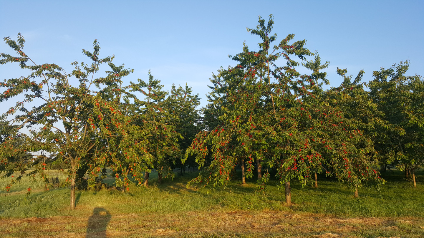 GreenGo Ferme fruitière zéro traitement
