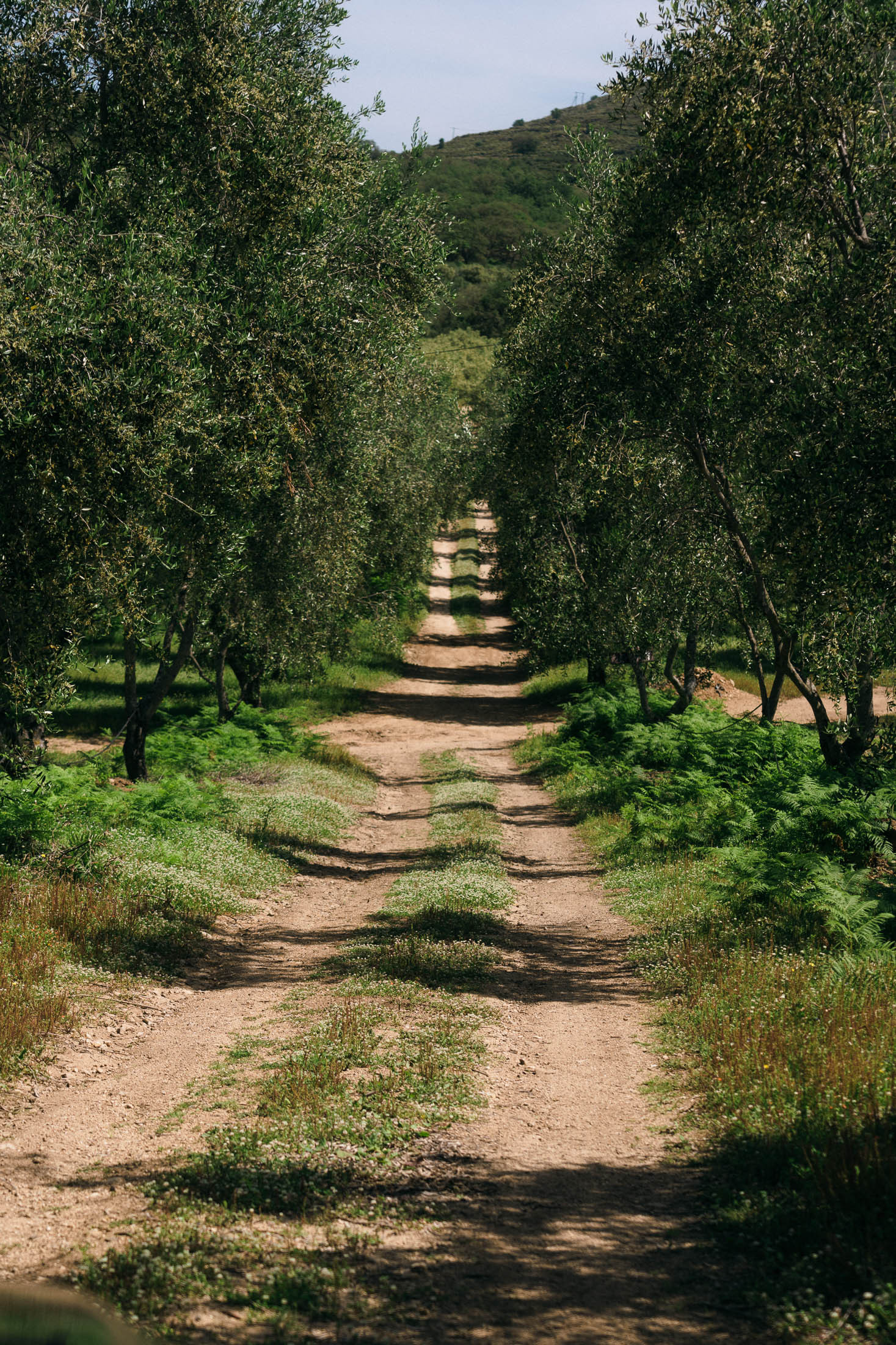 GreenGo Domaine Acciola