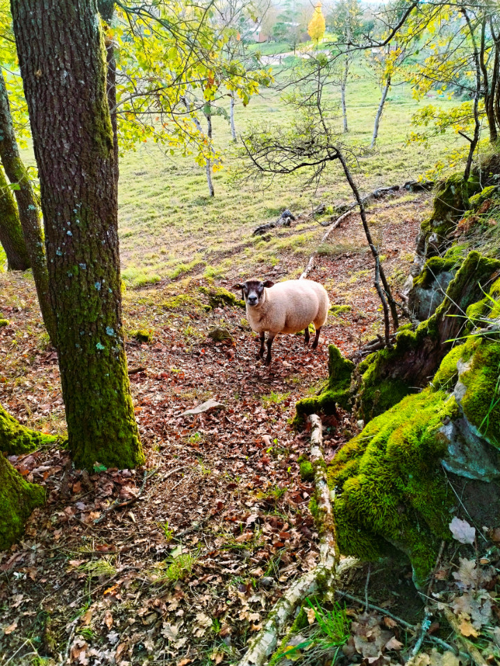  Lot-et-Garonne Glamping
