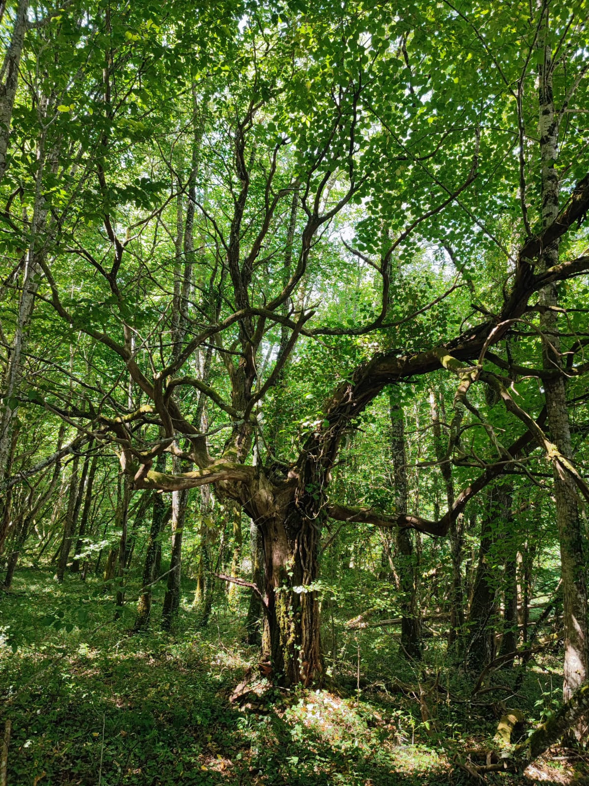 GreenGo location vacances écoresponsables