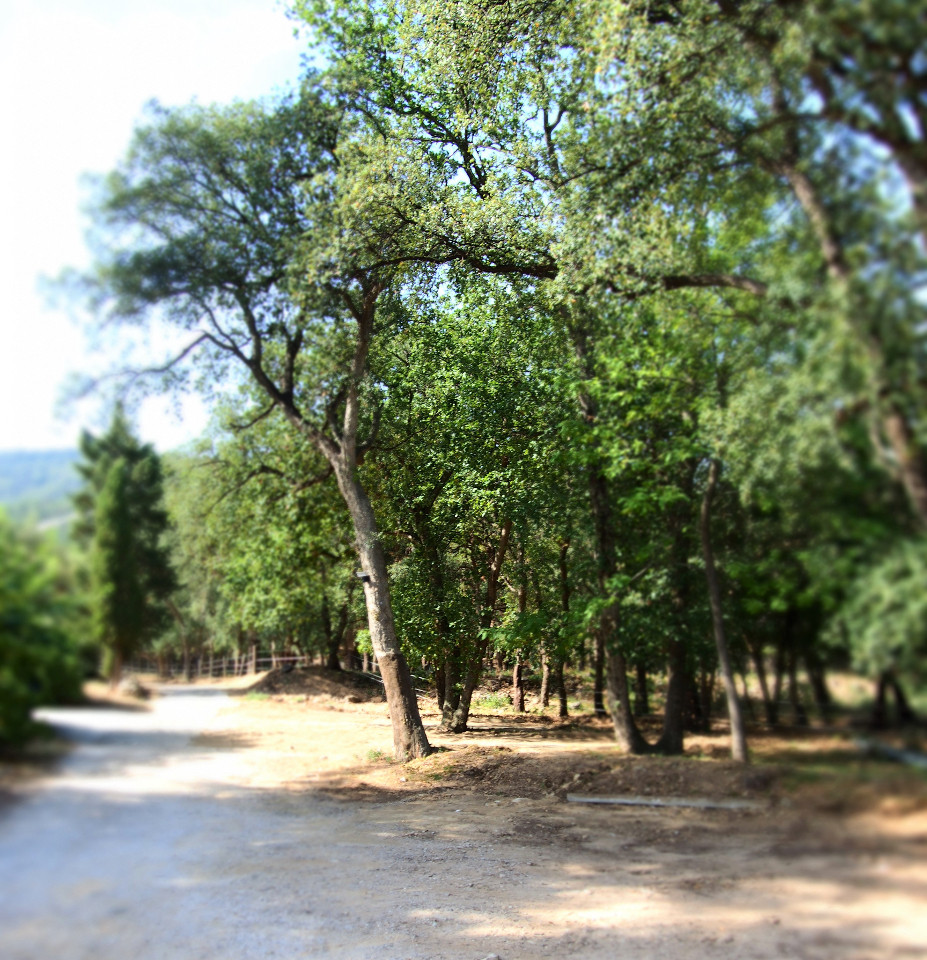 Location Pyrénées-Orientales À la campagne