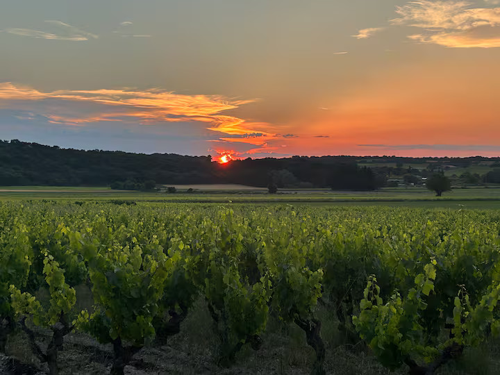 Hôte GreenGo: Perdu au cœur des vignes