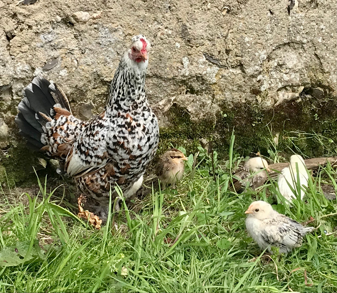 GreenGo Gîte Centre-Val de Loire À la campagne