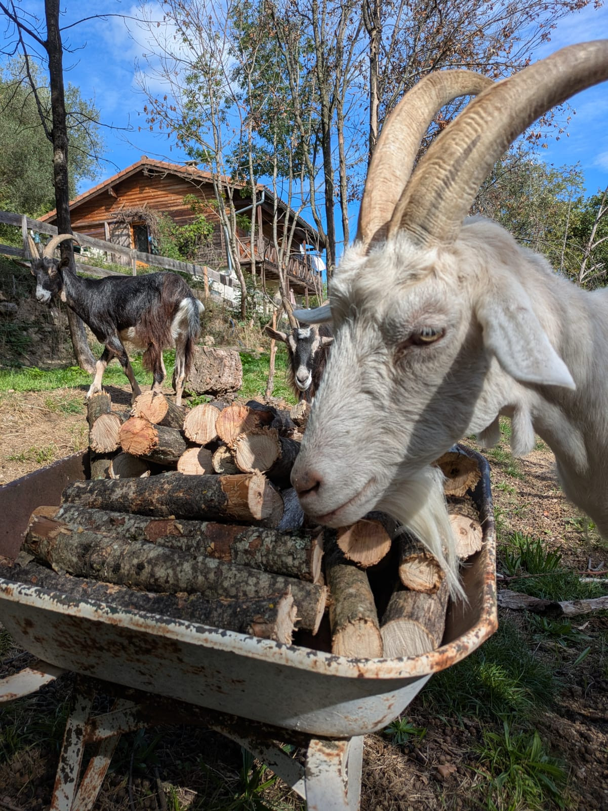 Hôte GreenGo: La Ferme Racinethique, écrin de nature en Cévennes Ardéchoises