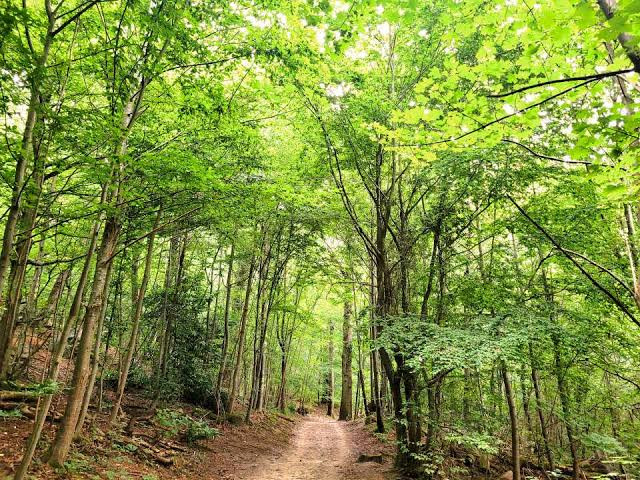 Randonnée en forêt ou au bord de la Vilaine
