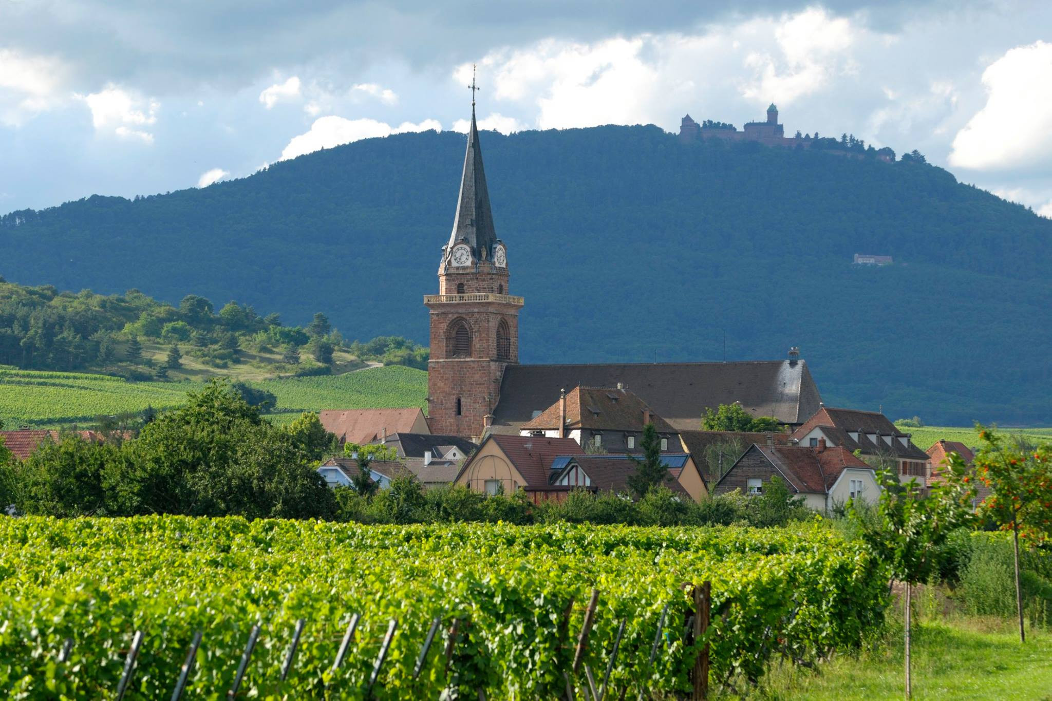 Route du vin d'Aalsace