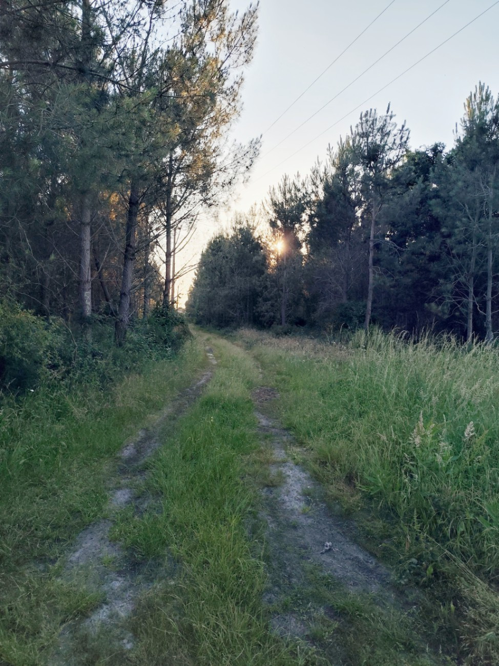 Au pied de la forêt landaise