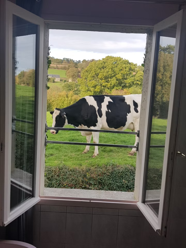 Venez chercher les vaches, assistez à la traite et nourrir les veaux.