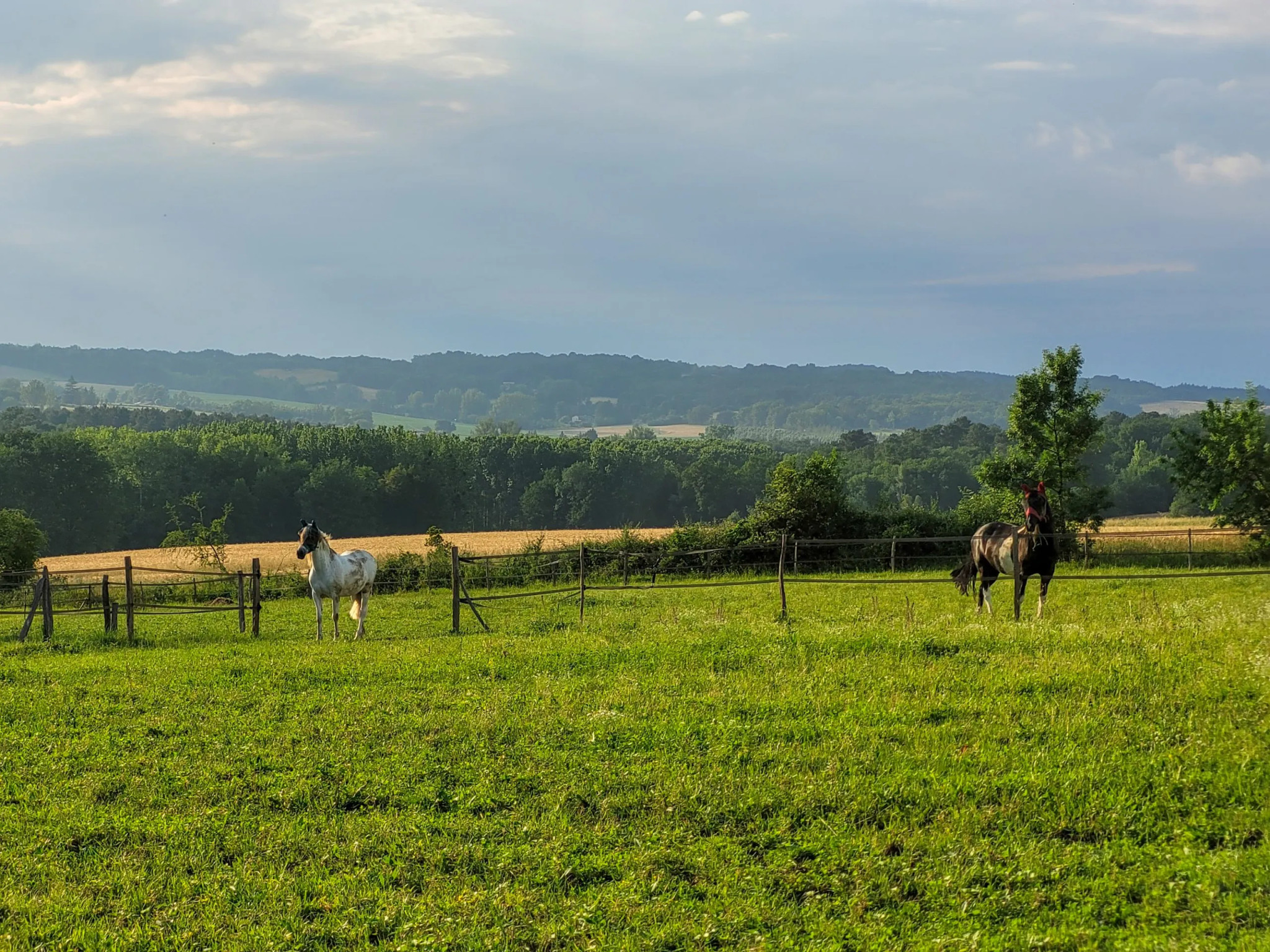Domaine avec nos chevaux🐎