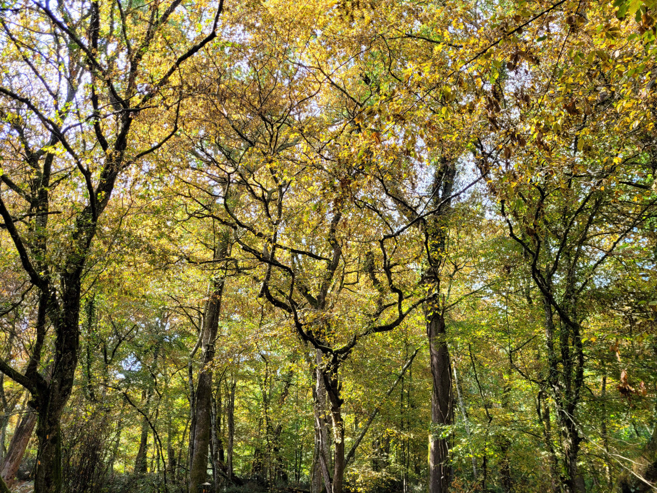 La forêt🌳
