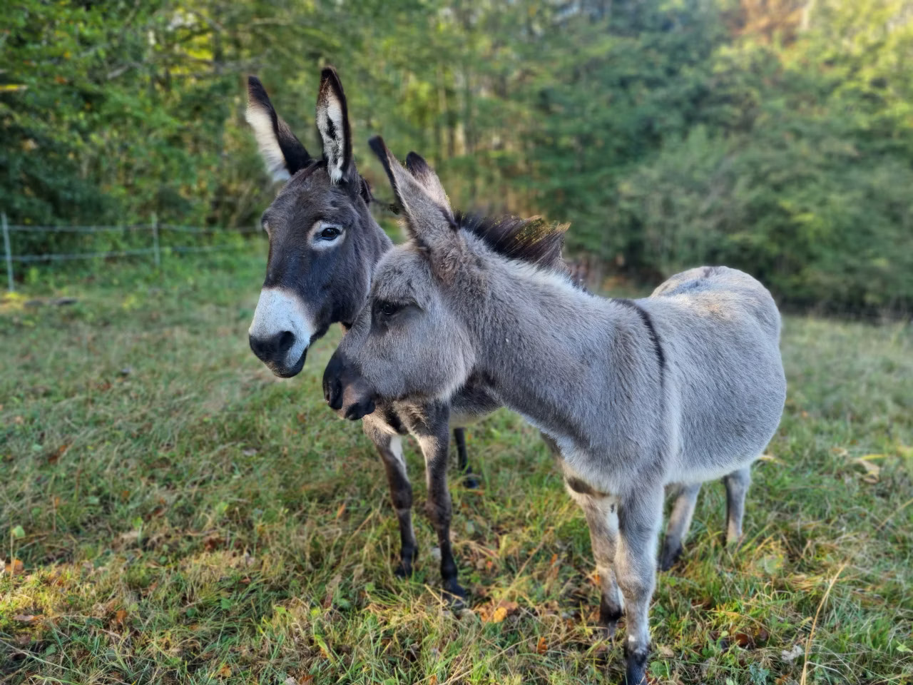 Randonner avec les ânes du p’tit coin de Ca’Ré