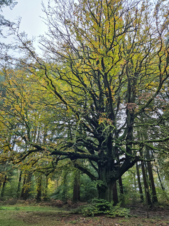Au coeur de la forêt d'Ecouves