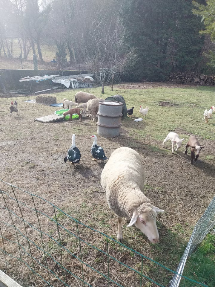 Notre petite ferme pédagogique avec moutons, poules et canards vous enchantera.