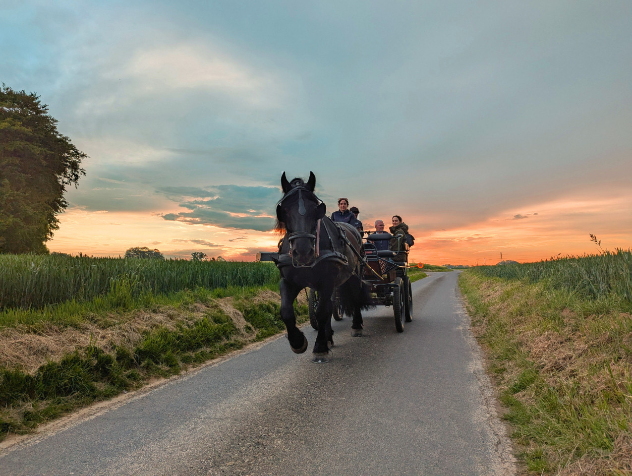 Promenades en attelage