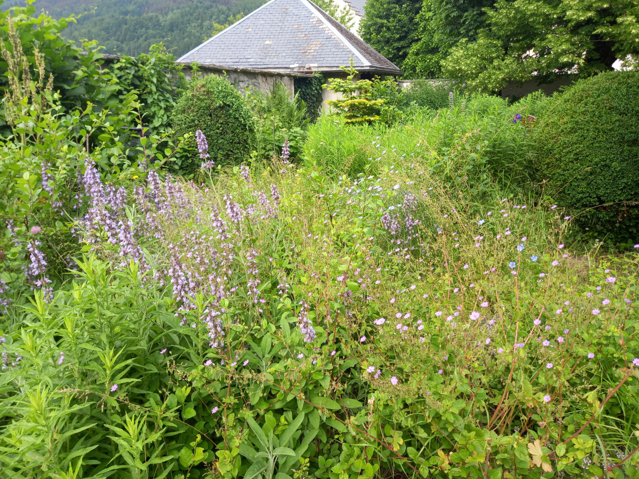 Ceuillette de fruits rouge au jardin