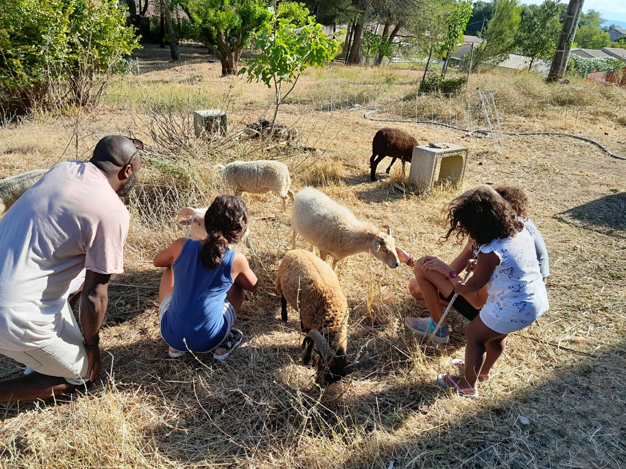 Venez avec nous rencontrer nos adorables petits moutons