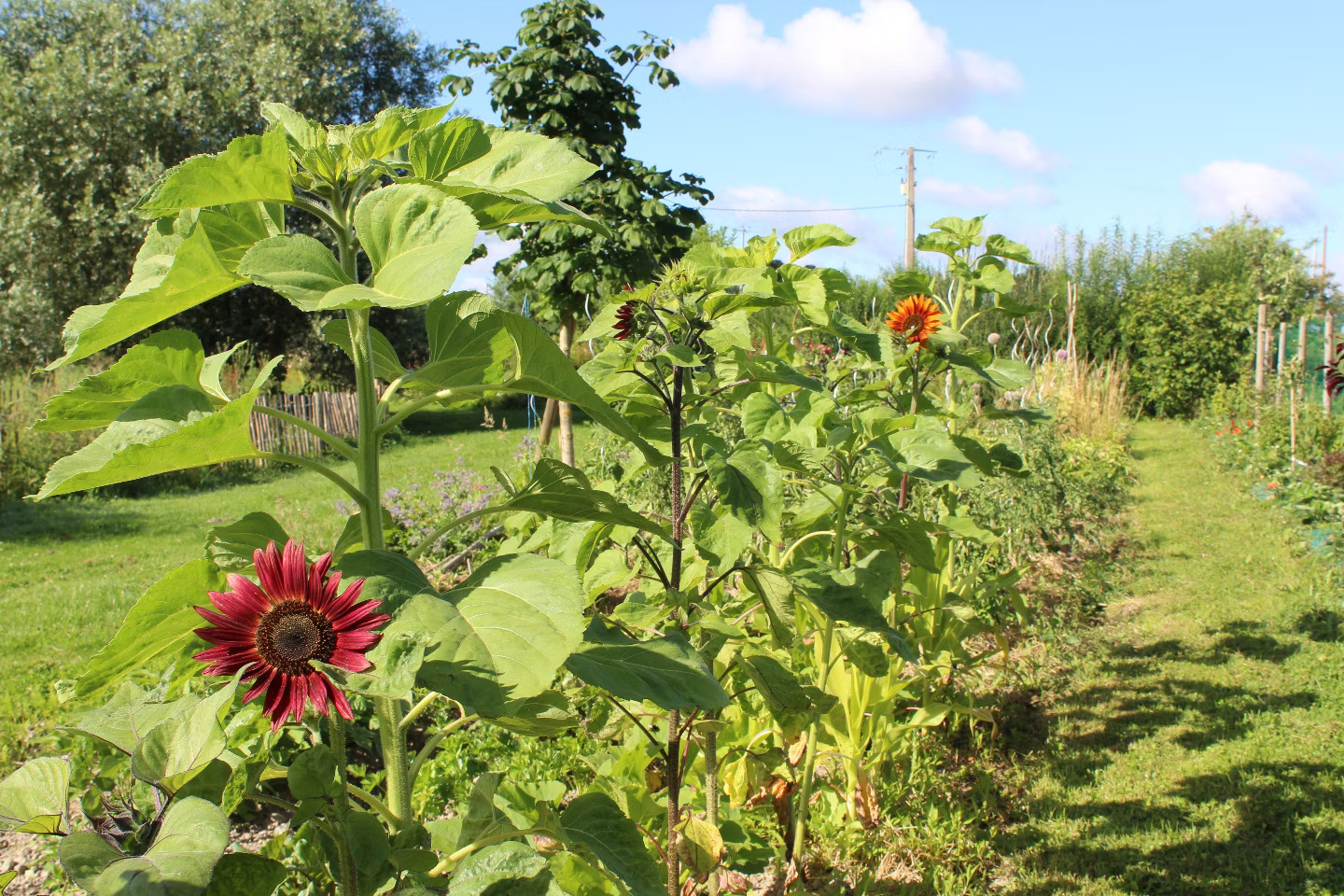 Vue sur notre jardin champêtre de 3000m2
