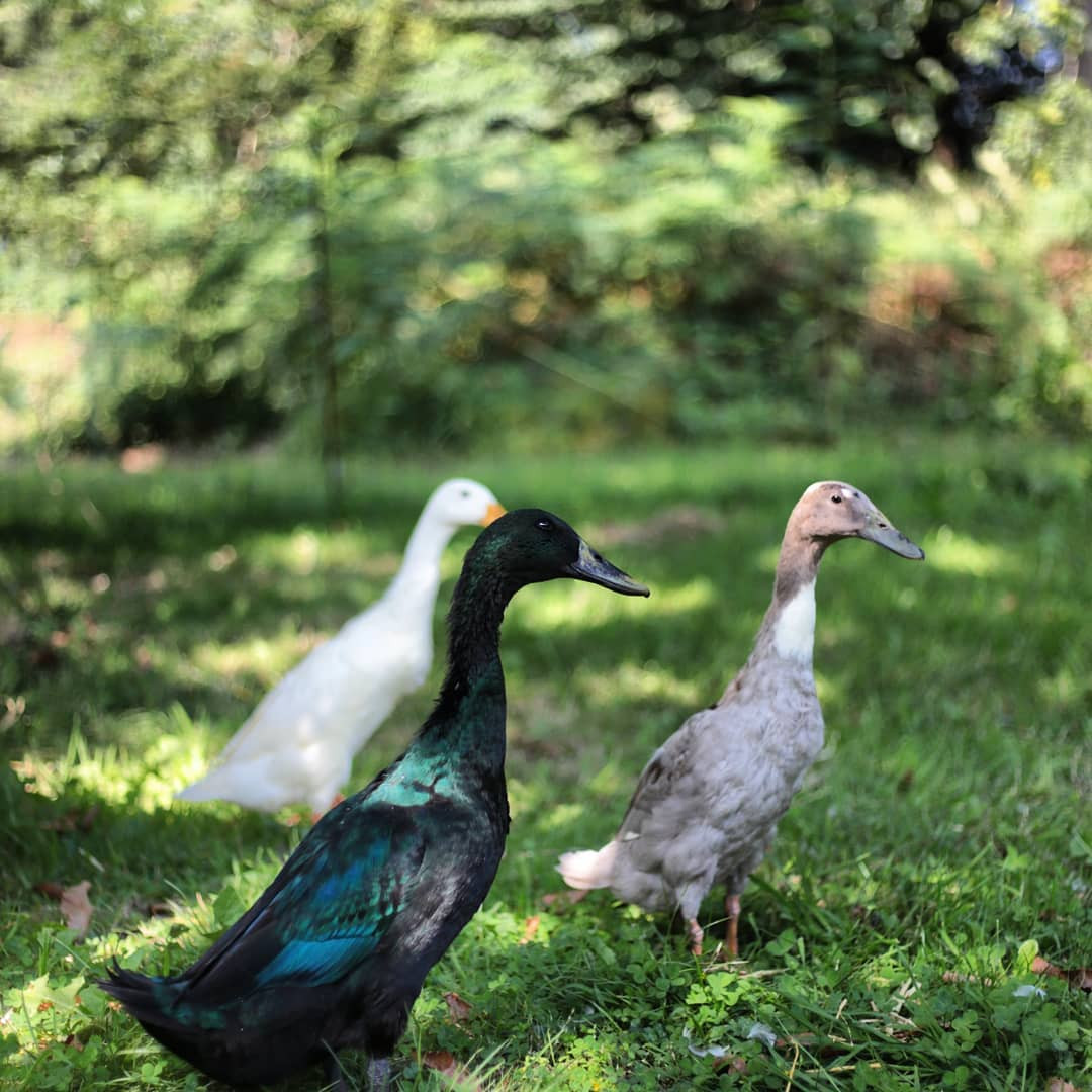 Nos canards et notre chatte Zoé