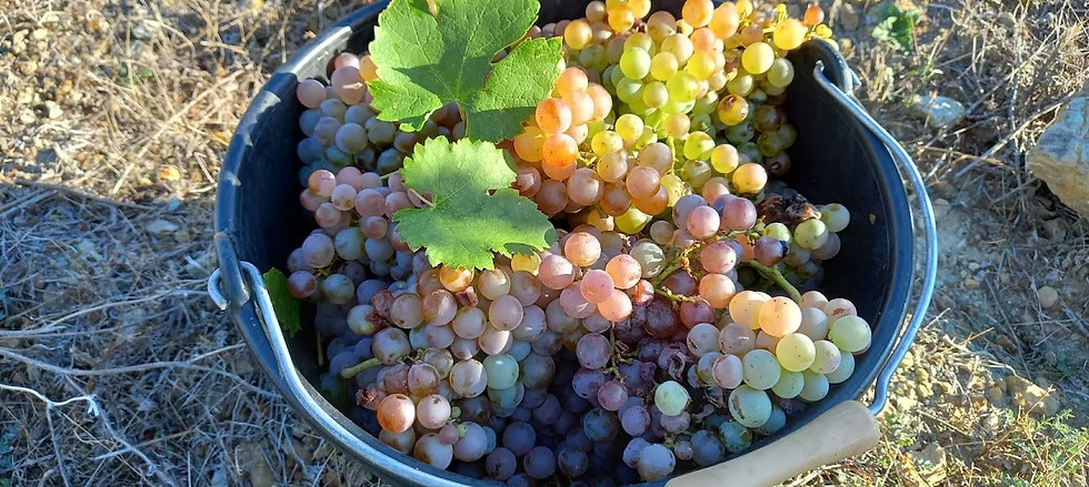 Visite du chai et dégustation de vins