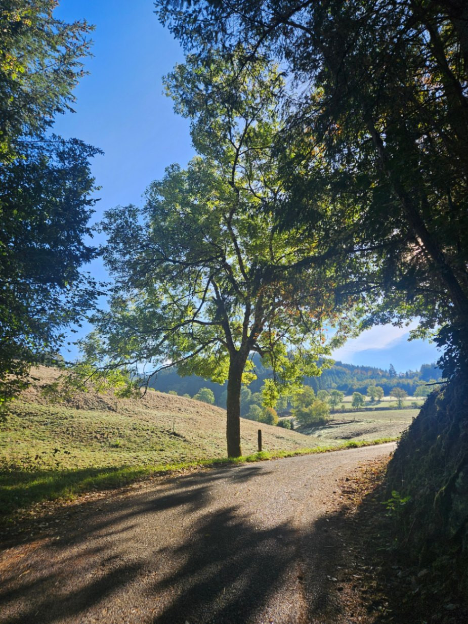 Randonnée en forêt ou chemin de campagne à 5min