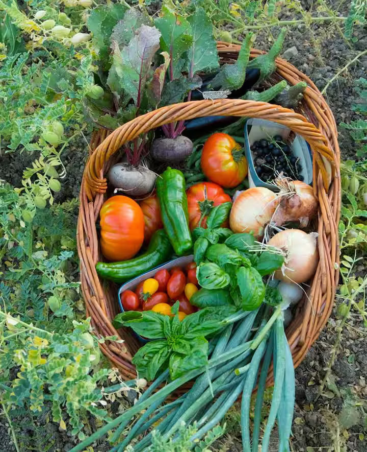 Commandez légumes et œufs frais aux maraîchers sur notre propriété.