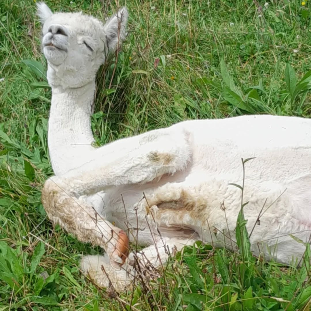 Rencontre avec les animaux de la ferme