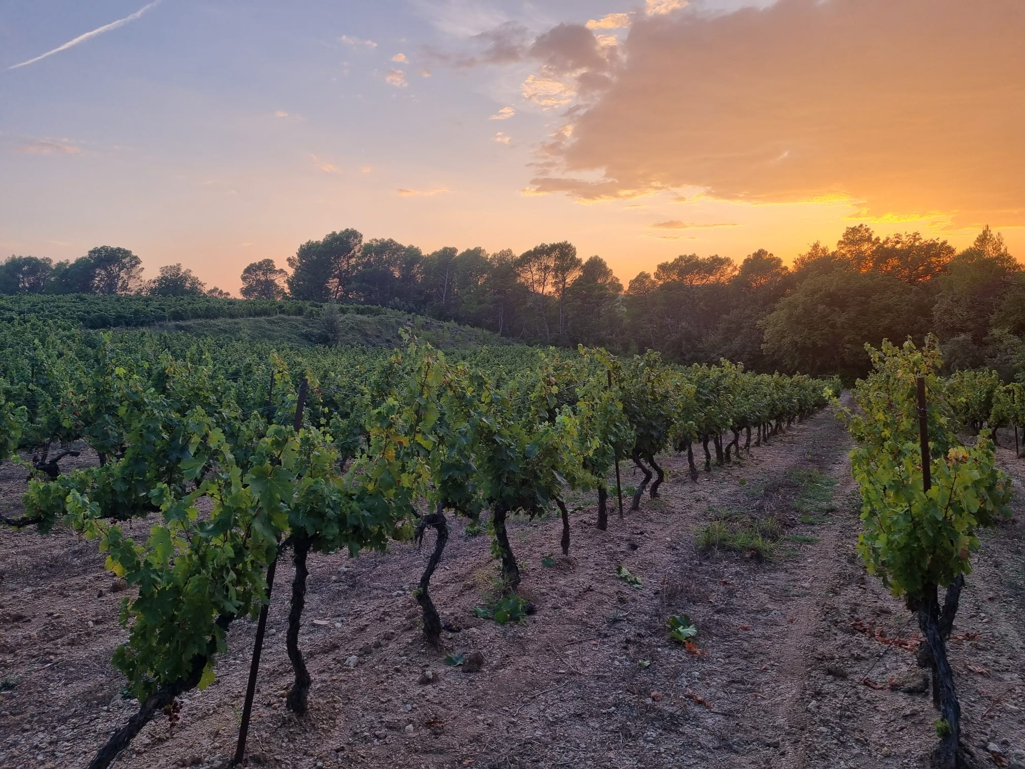 Visite de vignoble et dégustation de vin