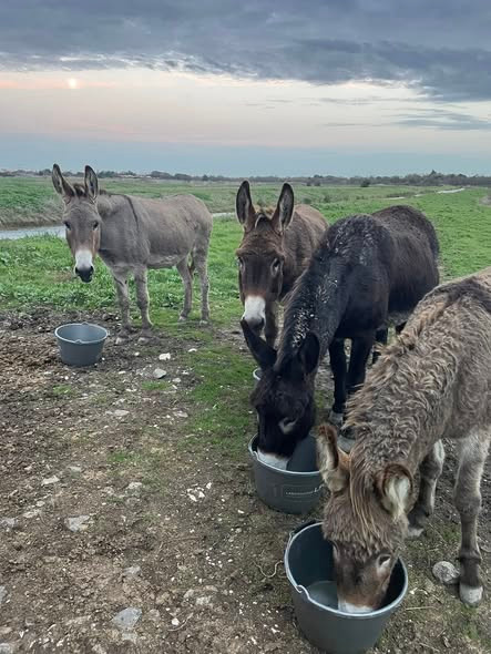 visite de la ferme thérapeutique des câlinons du marais