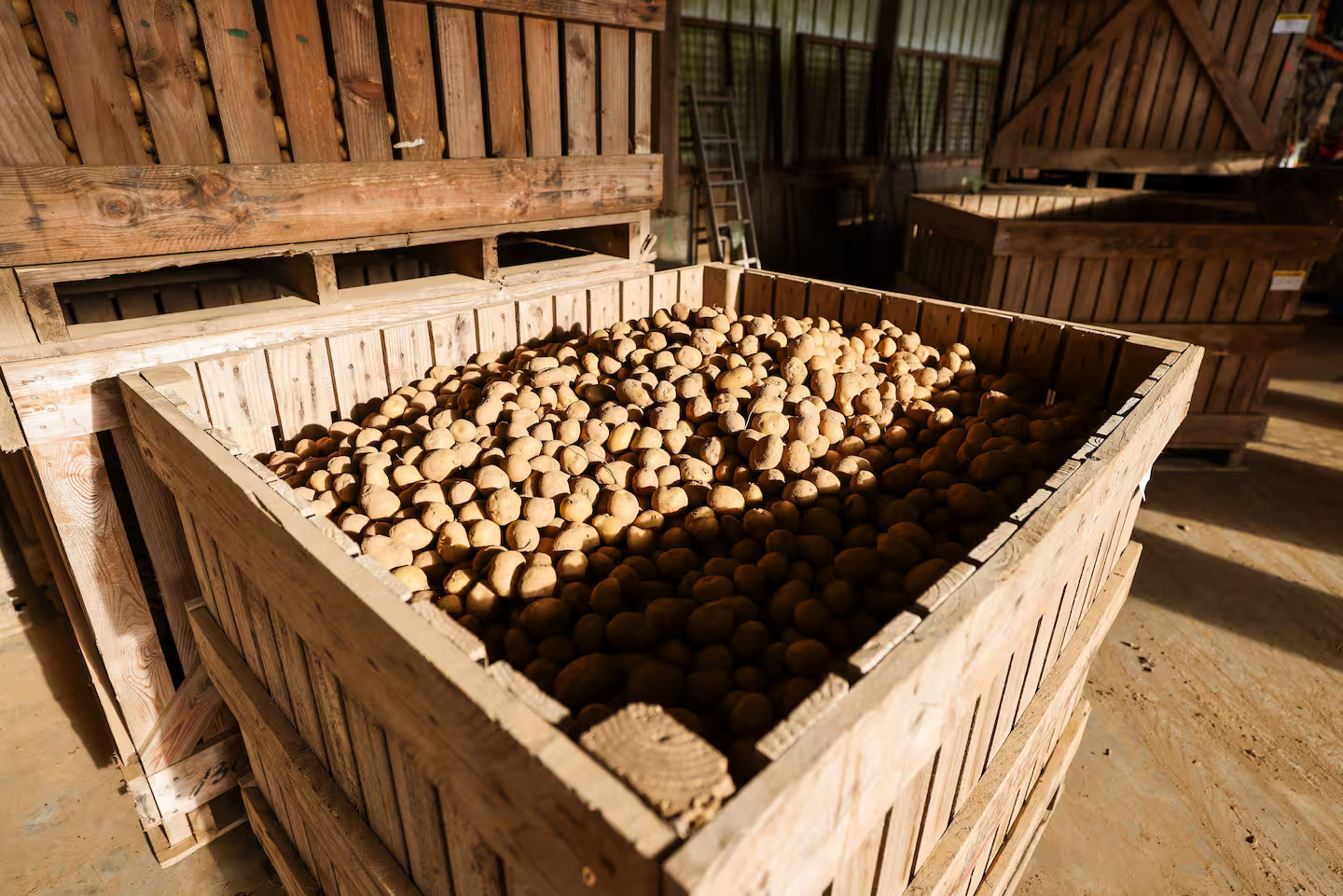 Escape game autour de la patate