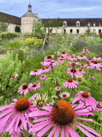 Visite du jardin d’herboriste (avril à octobre) - Un moment privilégié pour découvrir les plantes médicinales autrement.