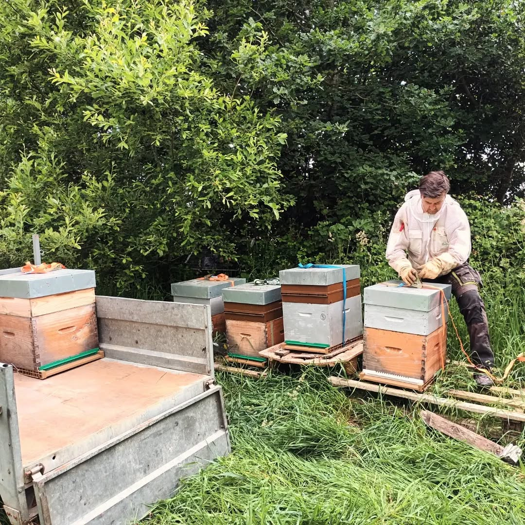 Session découverte de l'apiculture