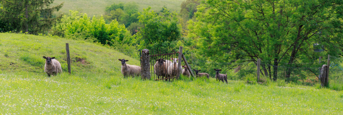 Visite de la ferme avec nos animaux