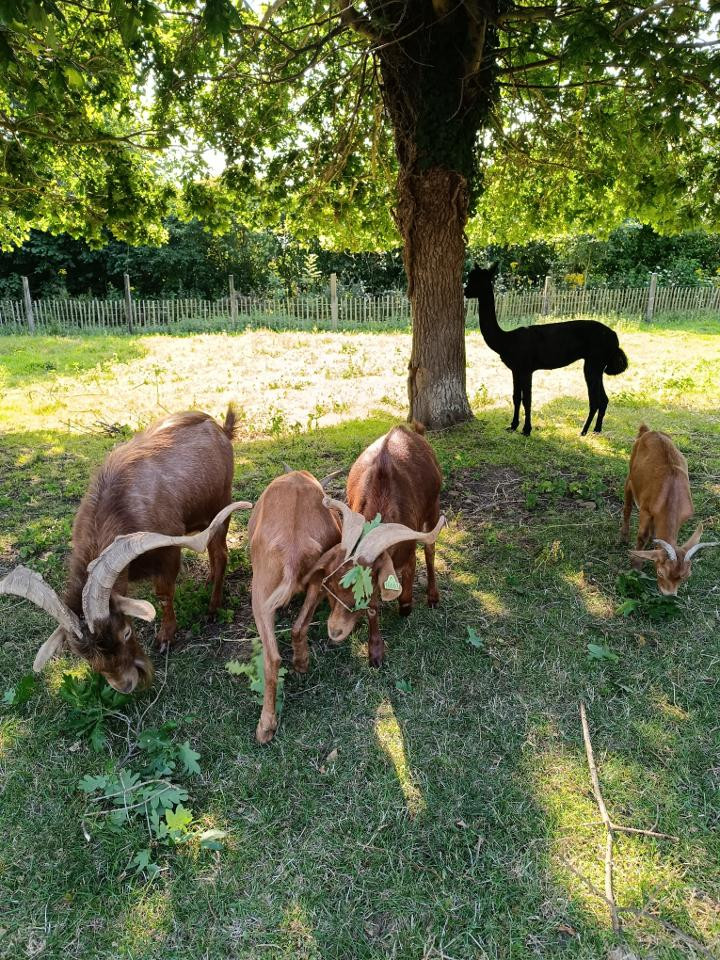 Rencontre avec les animaux de la ferme