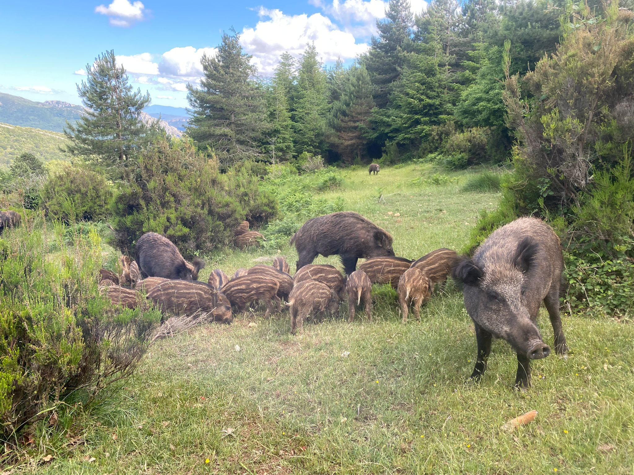 Nourrissage des animaux avec soigneur