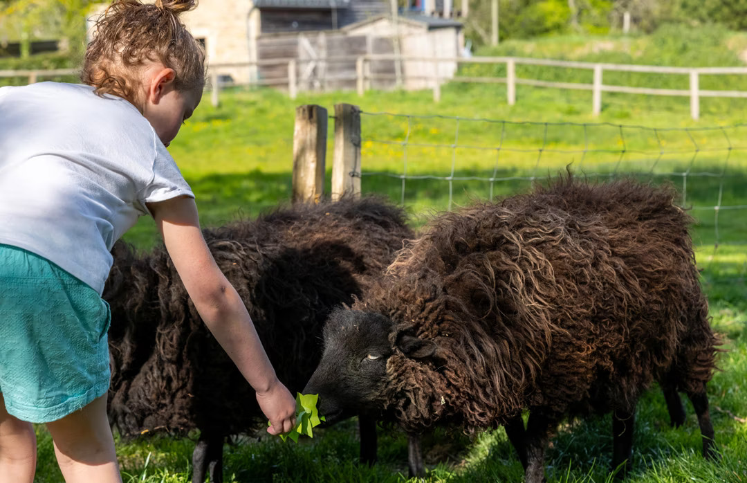 Animaux de la ferme