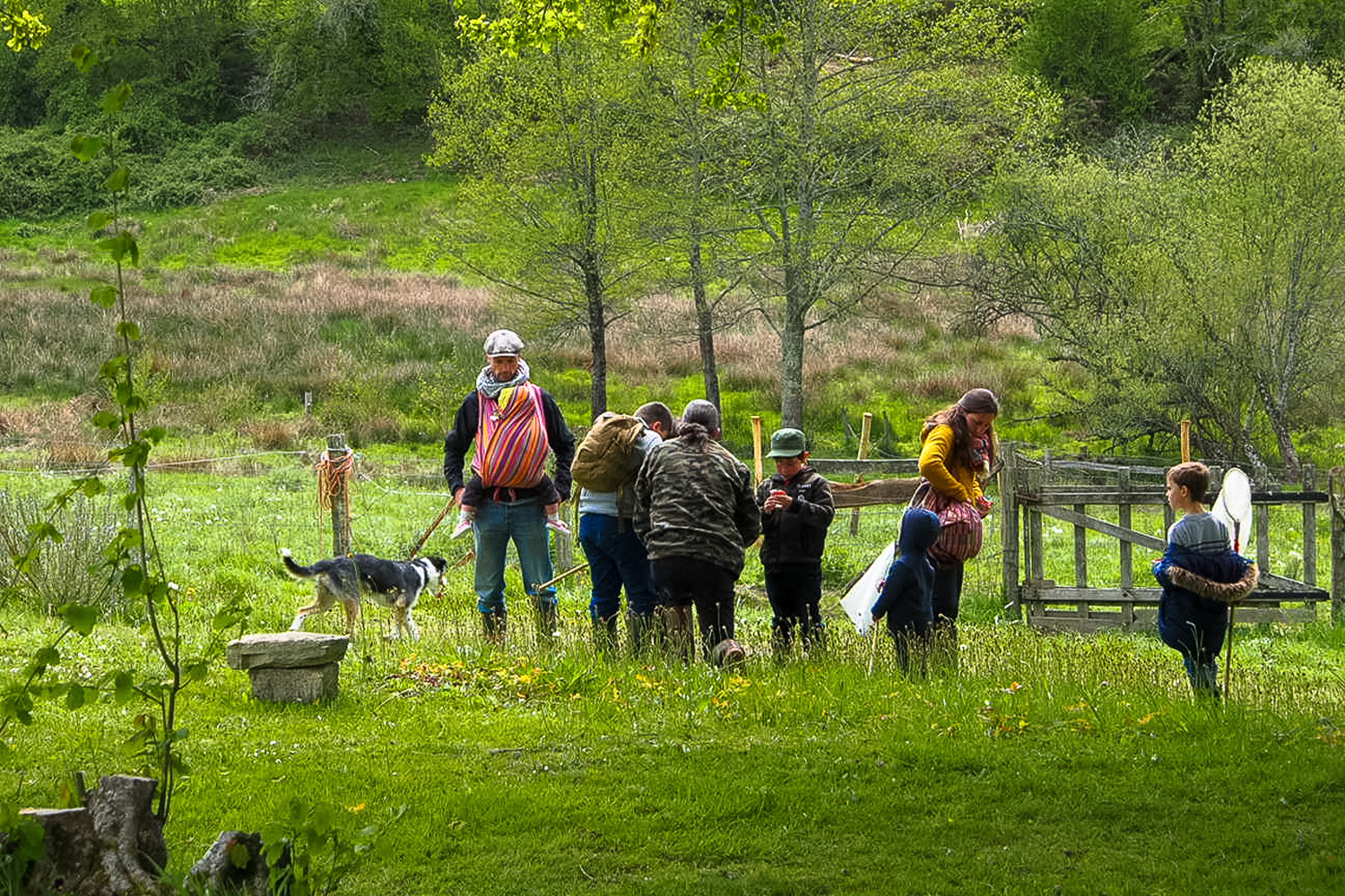 Découverte des plantes sauvages
