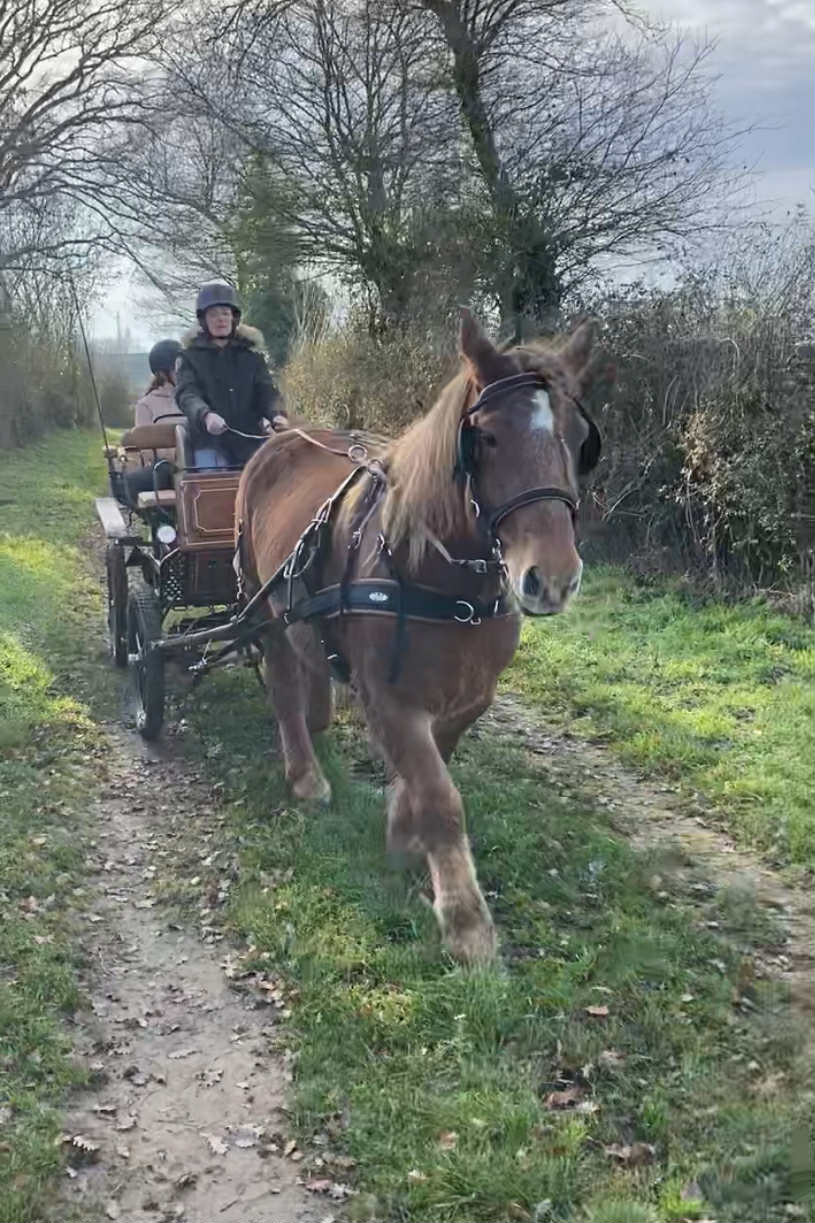 Une balade en calèche d'une heure sur chemins de campagne en plein bocage vendéen.