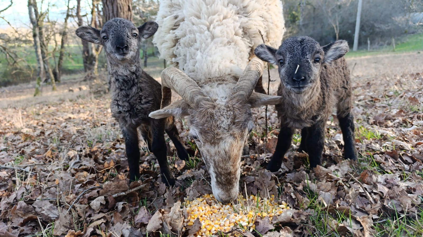proximité avec les animaux (moutons,chiens,chat)