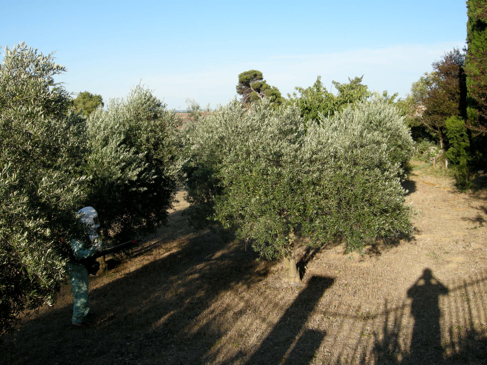 récolte des olives